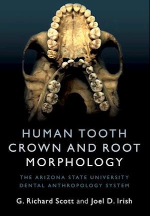 Human Tooth Crown and Root Morphology