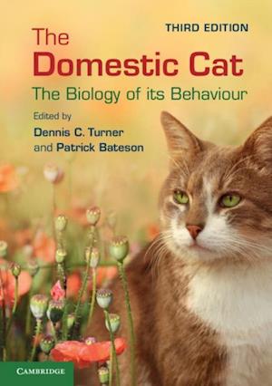 Domestic Cat