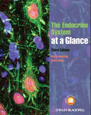 Endocrine System at a Glance