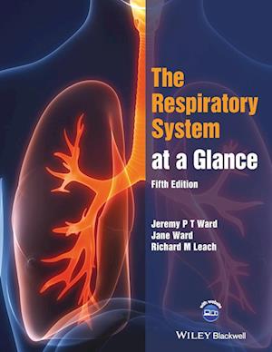 The Respiratory System at a Glance