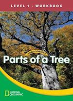World Windows 1 (Science): Parts Of A Tree Workbook