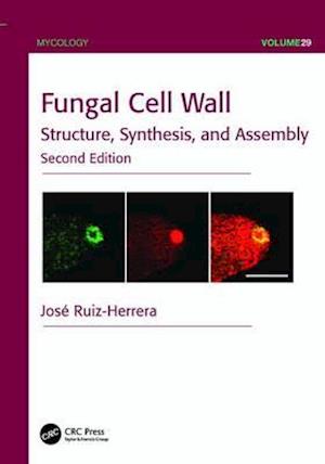 Fungal Cell Wall