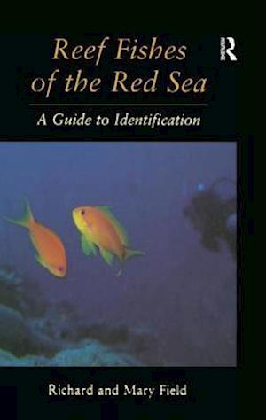 Reef Fish Of The Red Sea