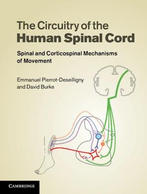 Circuitry of the Human Spinal Cord