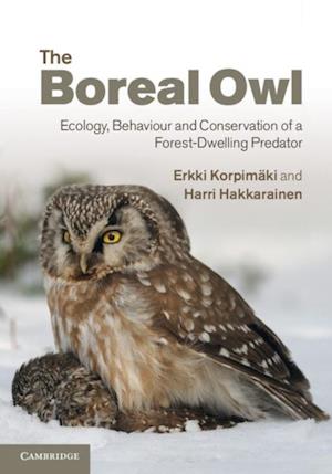 Boreal Owl