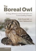 Boreal Owl