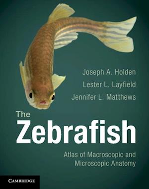 Zebrafish