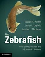 Zebrafish