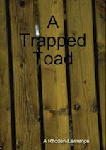 Trapped Toad