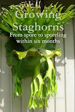 Growing Staghorns from Spore