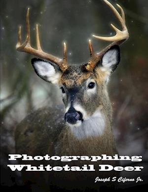 Photographing Whitetail Deer