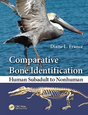 Comparative Bone Identification