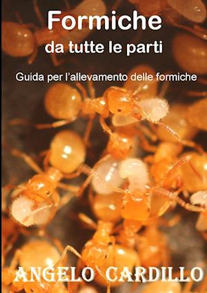Formiche da tutte le parti - Suggerimenti per l'allevamento di formiche (ECO)