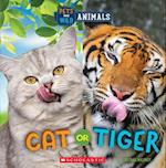 Cat or Tiger (Wild World