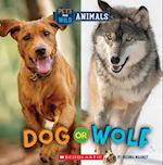 Dog or Wolf (Wild World
