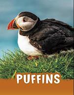 Puffins