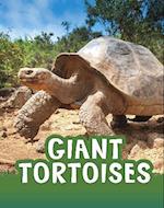 Giant Tortoises