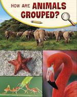 How Are Animals Grouped?