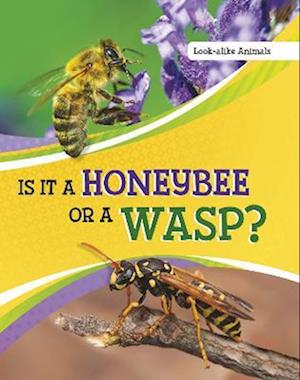 Is It a Honeybee or a Wasp?