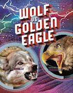 Wolf vs Golden Eagle