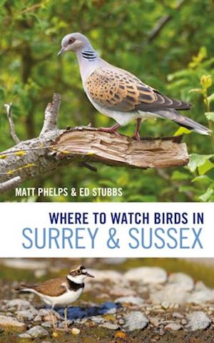 Where to Watch Birds in Surrey and Sussex