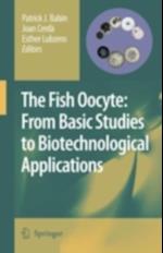 Fish Oocyte