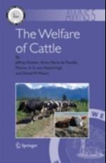 Welfare of Cattle