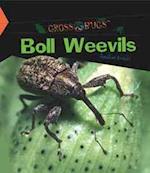 Boll Weevils