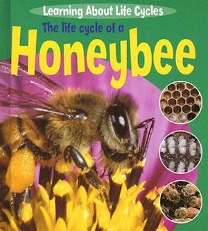 The Life Cycle of a Honeybee