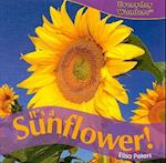 It's a Sunflower!