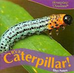 It's a Caterpillar!