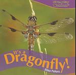 It's a Dragonfly!