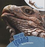 Meet the Iguana