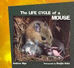 The Life Cycle of a Mouse