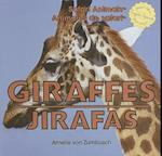 Giraffes/Jirafas