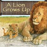 Lion Grows Up