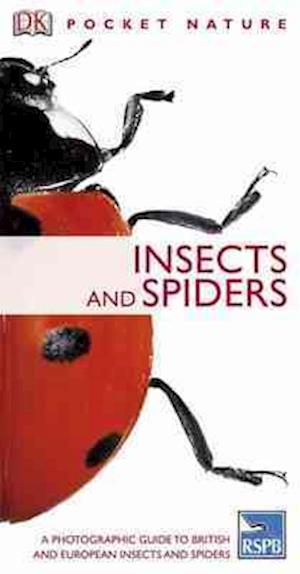 Insects and Spiders