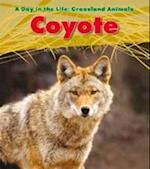 Coyote. Louise Spilsbury
