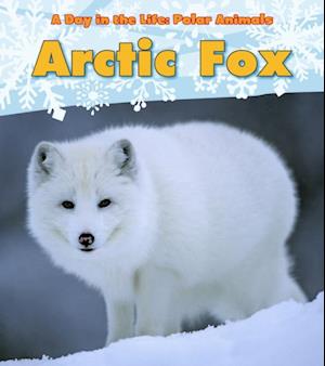 Arctic Fox