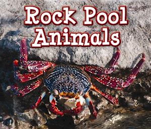 Rock Pool Animals