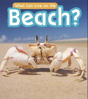 What Can Live at the Beach?