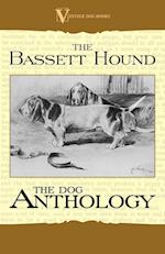The Basset Hound