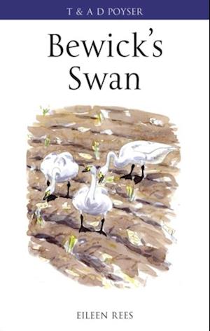 Bewick's Swan