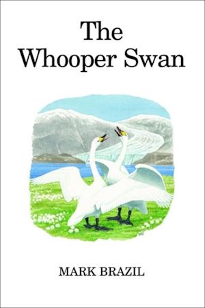 The Whooper Swan