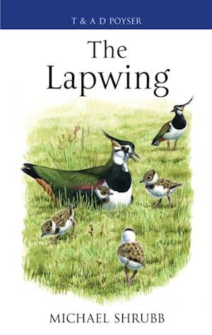 Lapwing