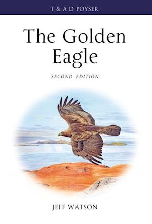 Golden Eagle