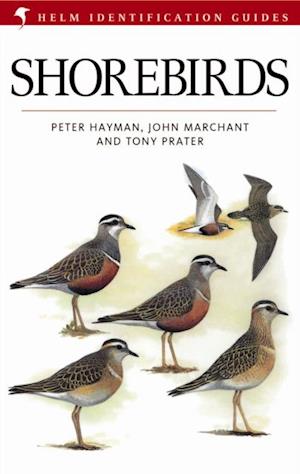 Shorebirds