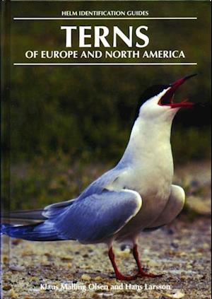 Terns of Europe and North America