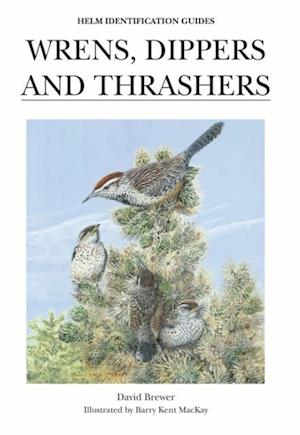 Wrens, Dippers and Thrashers