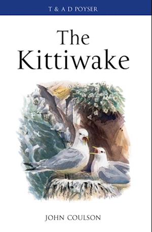 Kittiwake